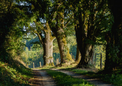 Domaine de Bellegarde, chemin de grande randonnée du GR, chemin de campagne autour d Autheuil village du Perche dans le departement de l Orne en France.