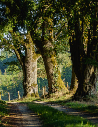 Domaine de Bellegarde, chemin de grande randonnée du GR, chemin de campagne autour d Autheuil village du Perche dans le departement de l Orne en France.